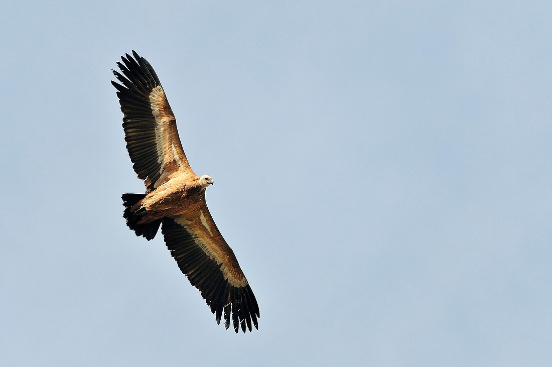 Griffon vulture  Gyps fulvus), Crete
