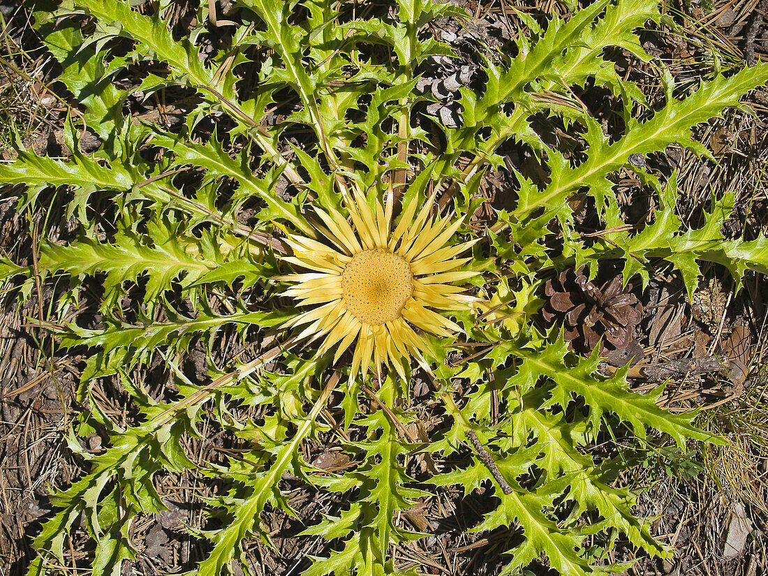 Stemless carline thistle  Carlina acaulis), valley of Gistain, Sobrarbe, Posets-Maladeta Natural Park, Pyrenees Mountains, Huesca province, Aragon, Spain