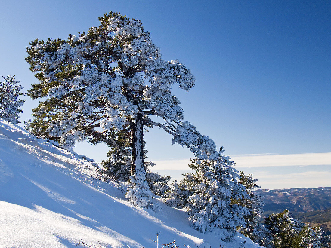 Paisaje de invierno con bosques de pino silvestre  pinus sylvestris) nevados en la falda del Pico Penyagolosa - Vistabella del Maestrazgo - Alcalatén - Castellón - Comunidad Valenciana