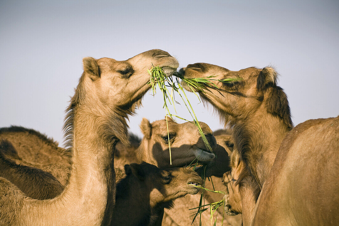 Camels at the National Camel Research Centre, Jorbeer, Bikaner, Rajasthan, India