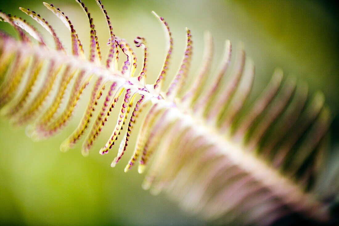 Fern with spores, Seville, Spain