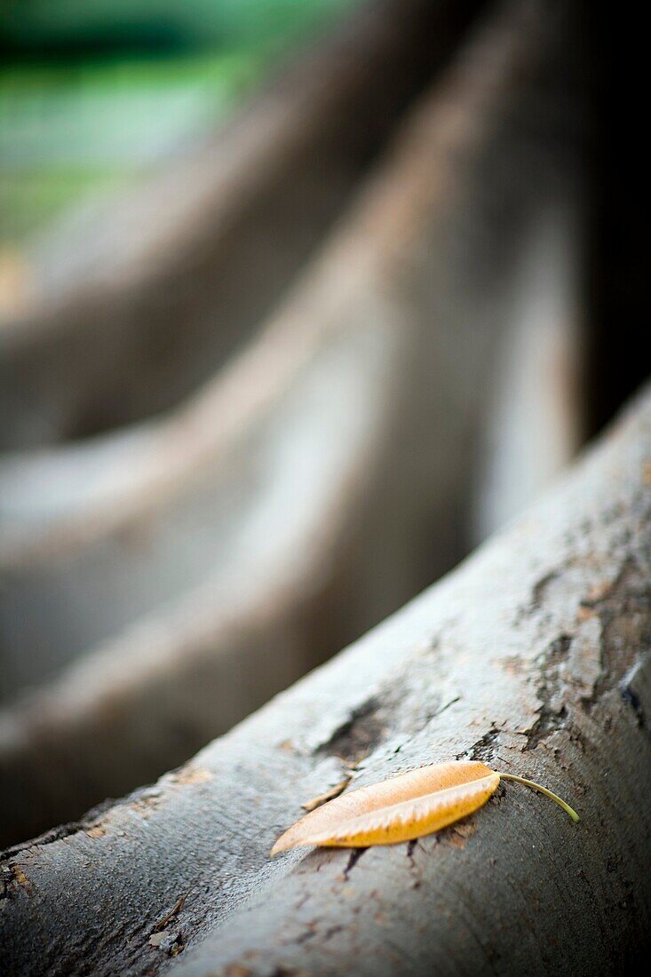 Dead leaf fallen over the aerial roots of a fig tree, Seville, Spain