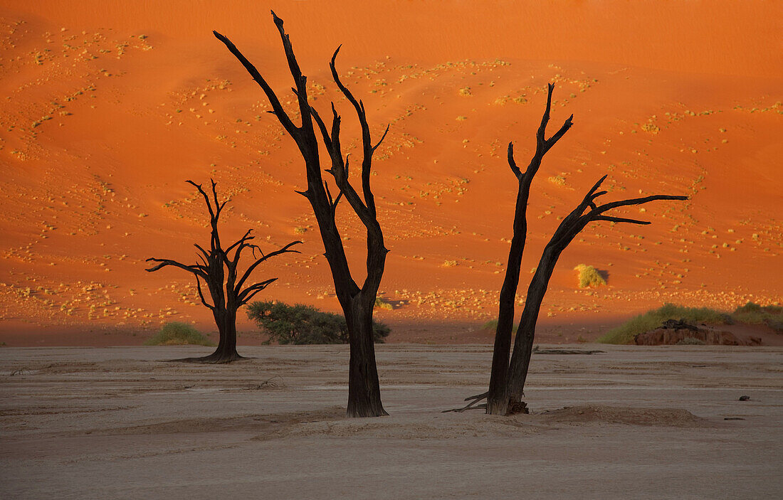 Camelthorn dead trees  Acacia erioloba), and the red sand dune at the back during the sunset. Dead Vlei, Namib_Naukluft National Park, Namib desert, Namibia.
