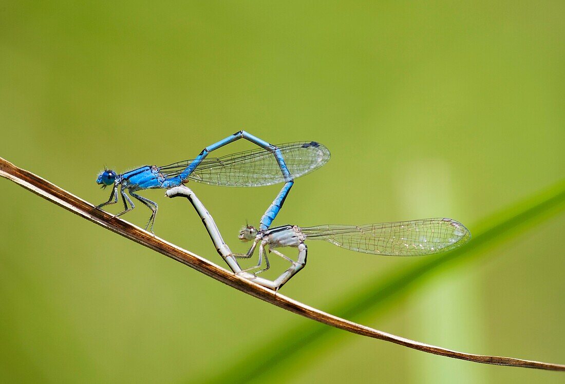 Male Common bluetail danselfly Ischnura heterosticta, and female damselfly, Cincinnati, USA