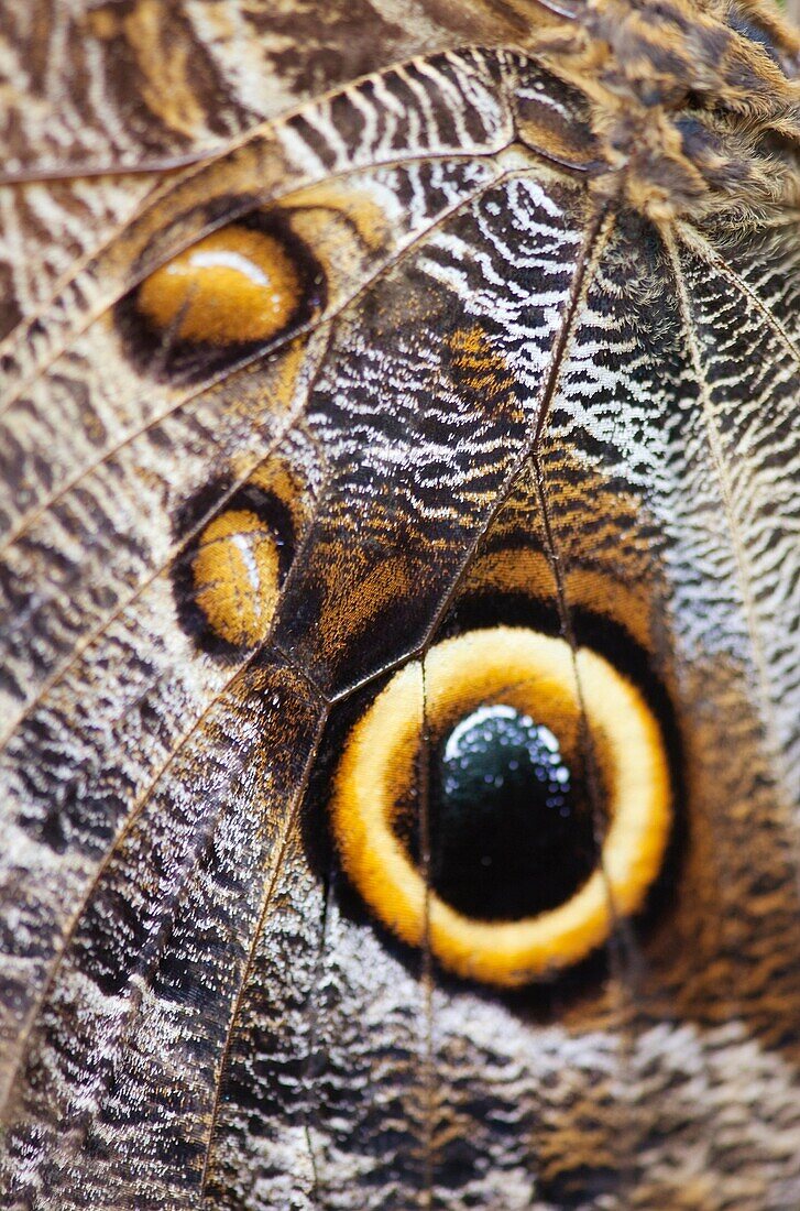 Great Owl Caligo eurilochus  The detail of the butterfly wing  Costa Rica