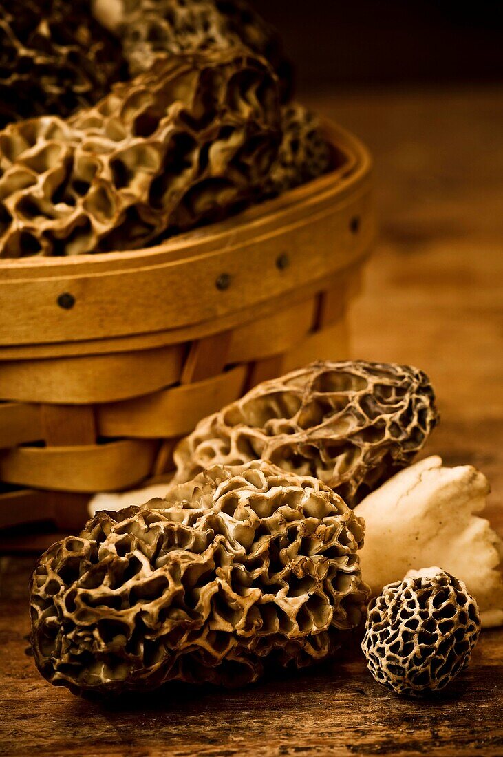 A variety of freshly picked morel mushrooms on wood table