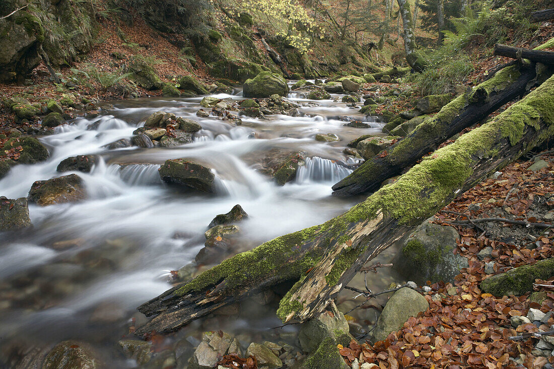 Beechwood in autumn, Valgrande, Valgrande Pajares, Asturias, Spain