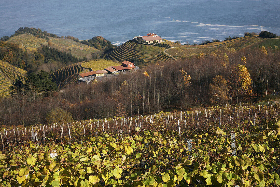 Txakoli vineyards, Guetaria  Getaria), Guipuzcoa  Gipuzkoa), Basque Country, Spain