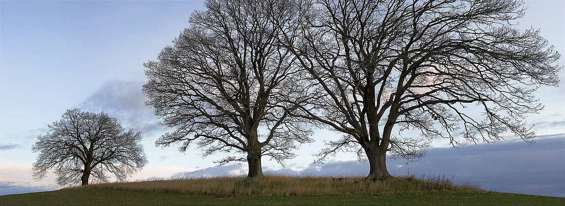 Three trees