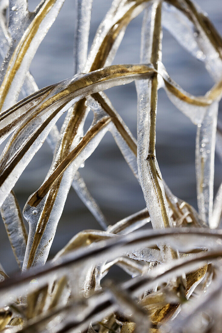 Iced branches,Natura