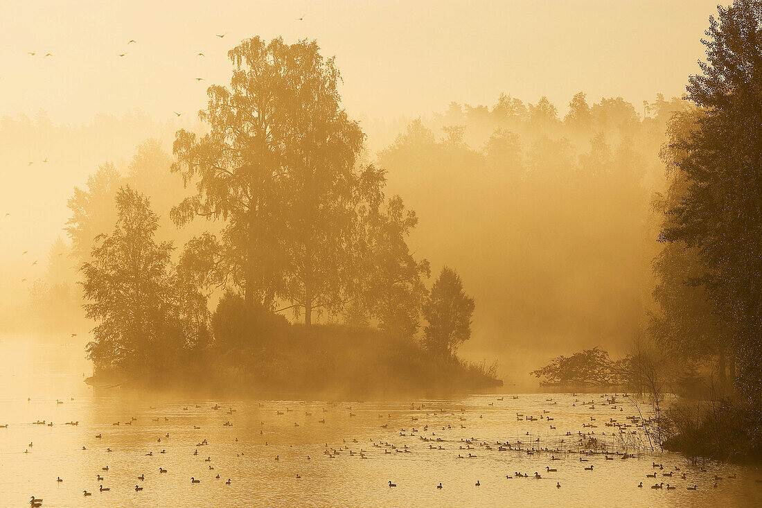 Bird lake