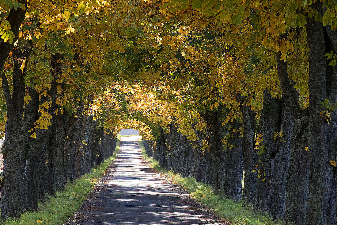 Avenue of chestnut trees