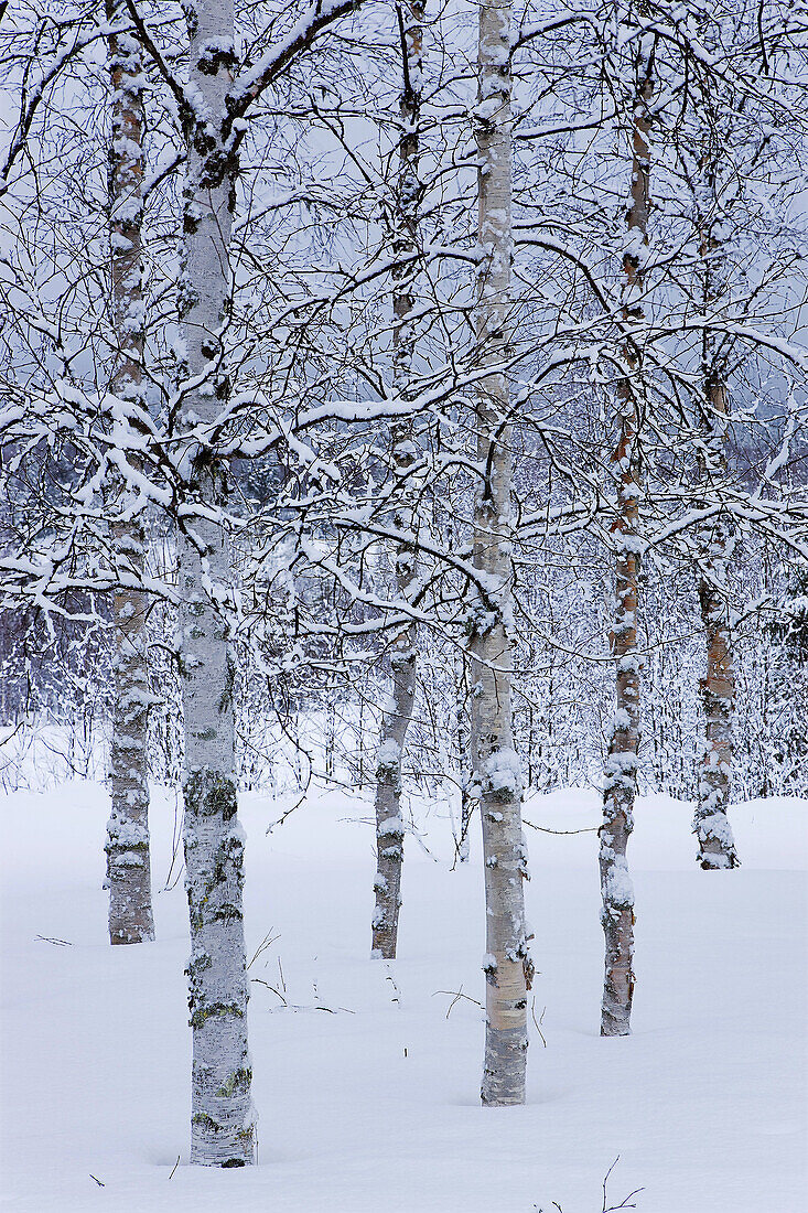 Bare, Cold, Coldness, Color, Colour, Covered, Daytime, exterior, forest, forests, nature, outdoor, outdoors, outside, scenic, scenics, Season, Seasons, Snow, Snow-covered, Snowcovered, Snowy, tree, trees, Trunk, Trunks, Vertical, Weather, White, Winter, W