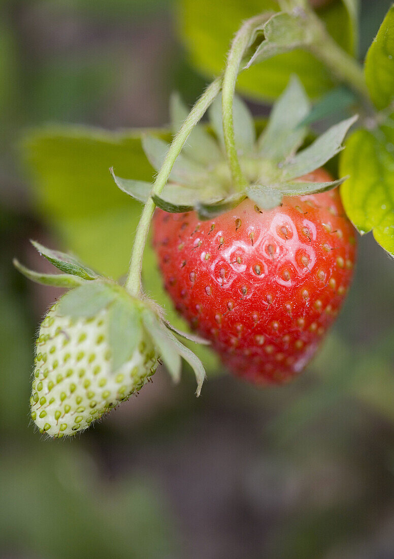 Erdbeeren, Frucht, Früchte, XV1-868435, agefotostock 