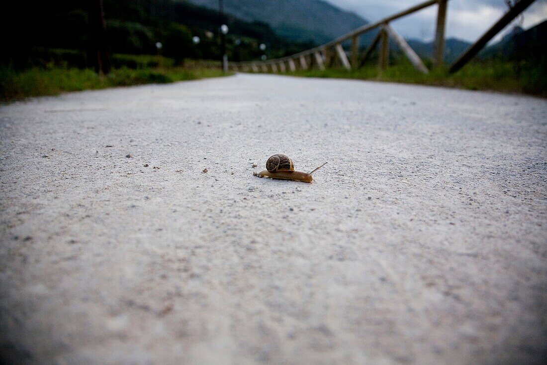 SNAIL, SOLITARY, ROAD