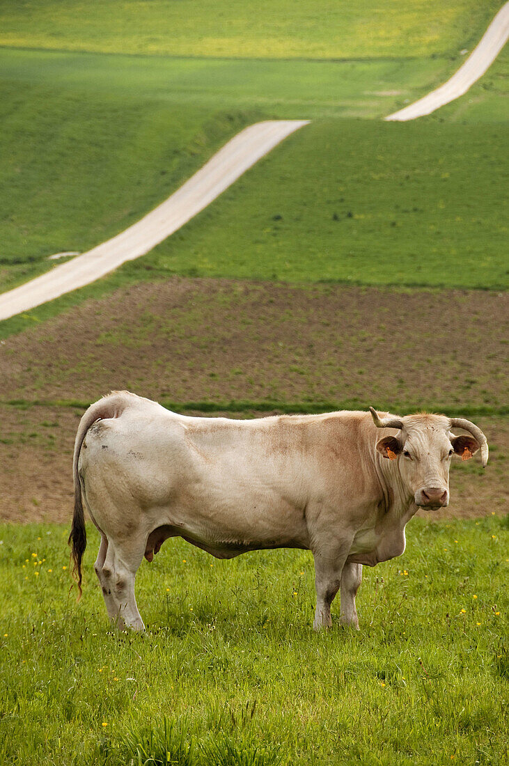 Las vacas pastan y descansan en los prados de Abaurrepea, Navarra, Spain