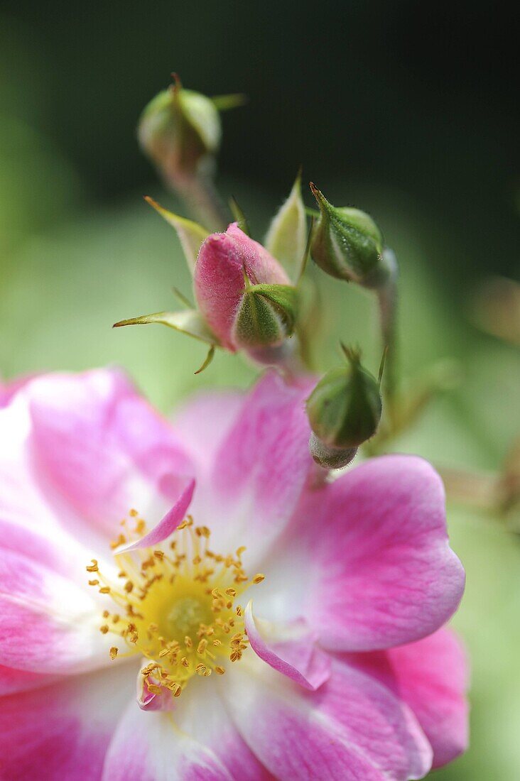 Bloom, Blossom, Bud, Button, Color, Colour, Culture, Diversity, Ecology, Flower, Fragility, Green, Grow, Harmony, Leaf, Life, Nature, New, Petal, Pink, Plant, Prime, Purity, Season, Spring, Vegetal, Vertical, Yellow, XW6-921882, agefotostock 