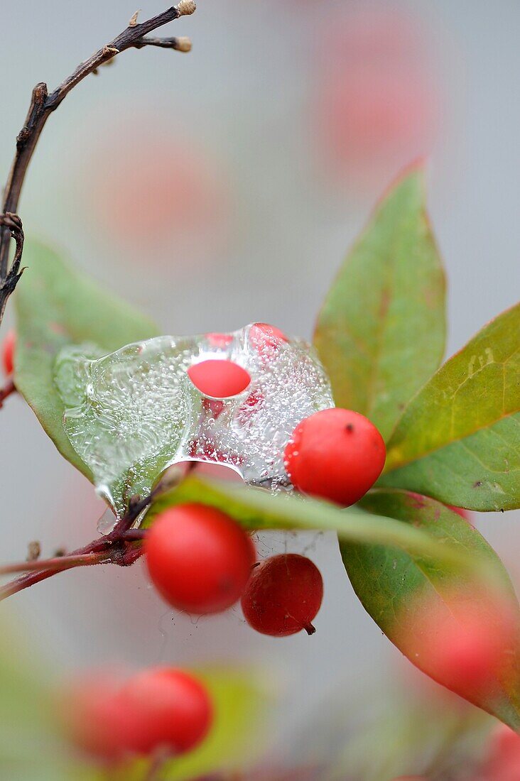 Berry, Calm, Close-up, Cold, Contryside, Culture, Detail, Dew, Diversity, Ecology, Exterior, Fragility, Freeze, Green, Harmony, Leaf, Nature, Nobody, Outdoors, Peace, Plant, Purity, Quiet, Red, Season, Silence, Vegetal, Winter, XW6-982076, agefotostock 