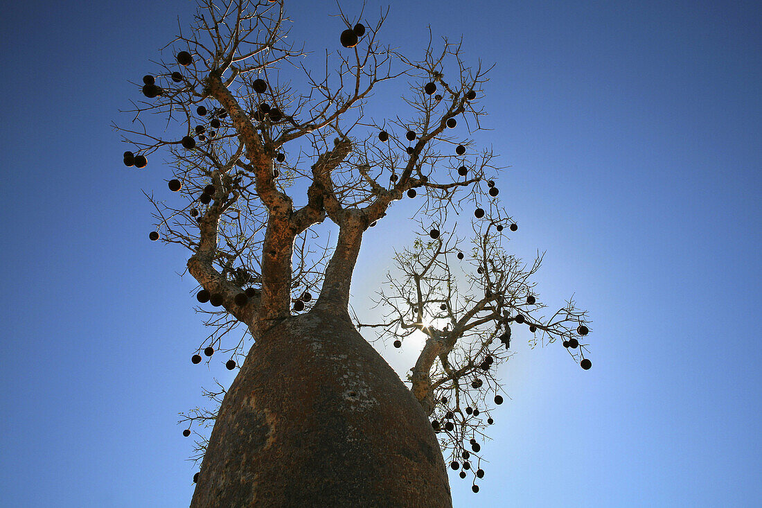 Baobabs near Morombe, Tulear, Madagascar