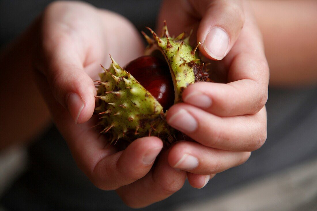 A pair of hands holding a horse chestnut or conker