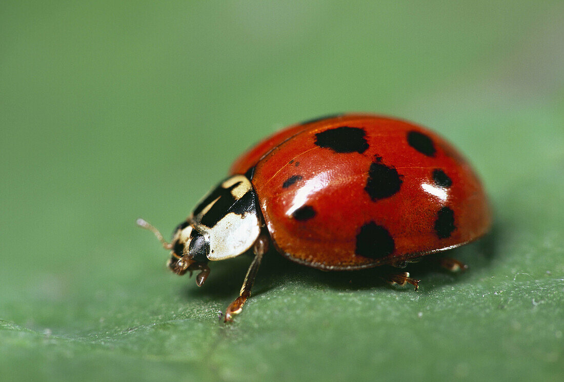 Ladybug-Beetle
