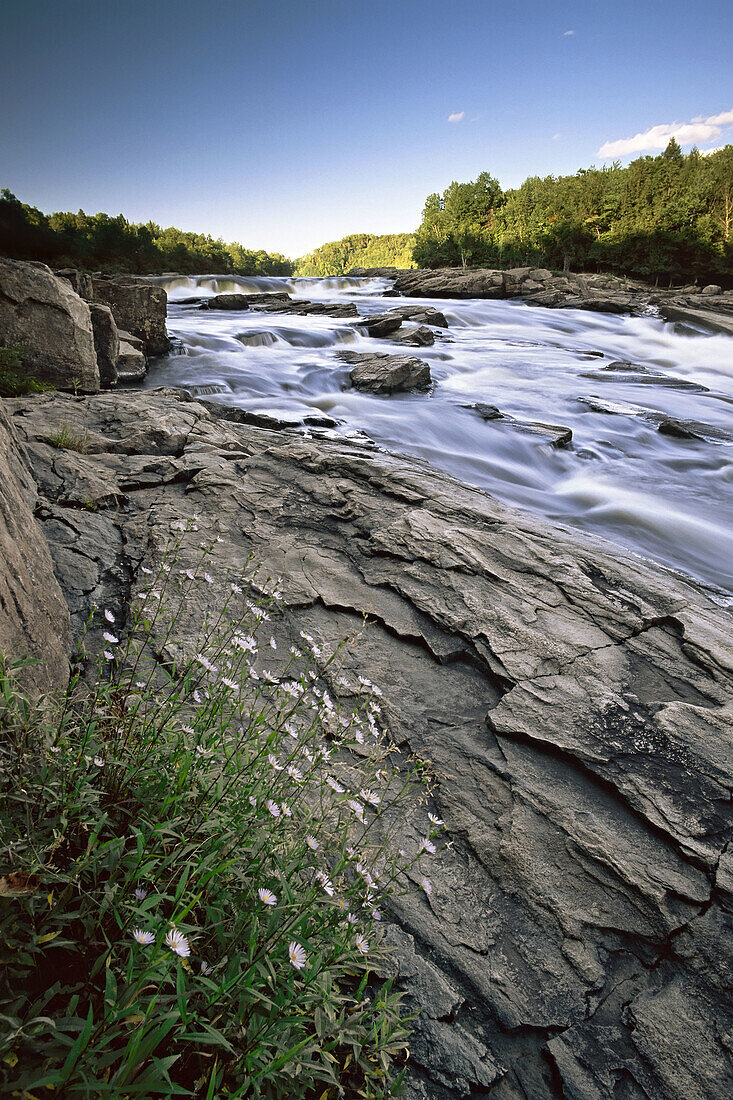 River-and-flowers