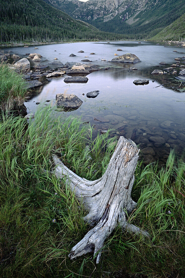 Stump-and-Lake