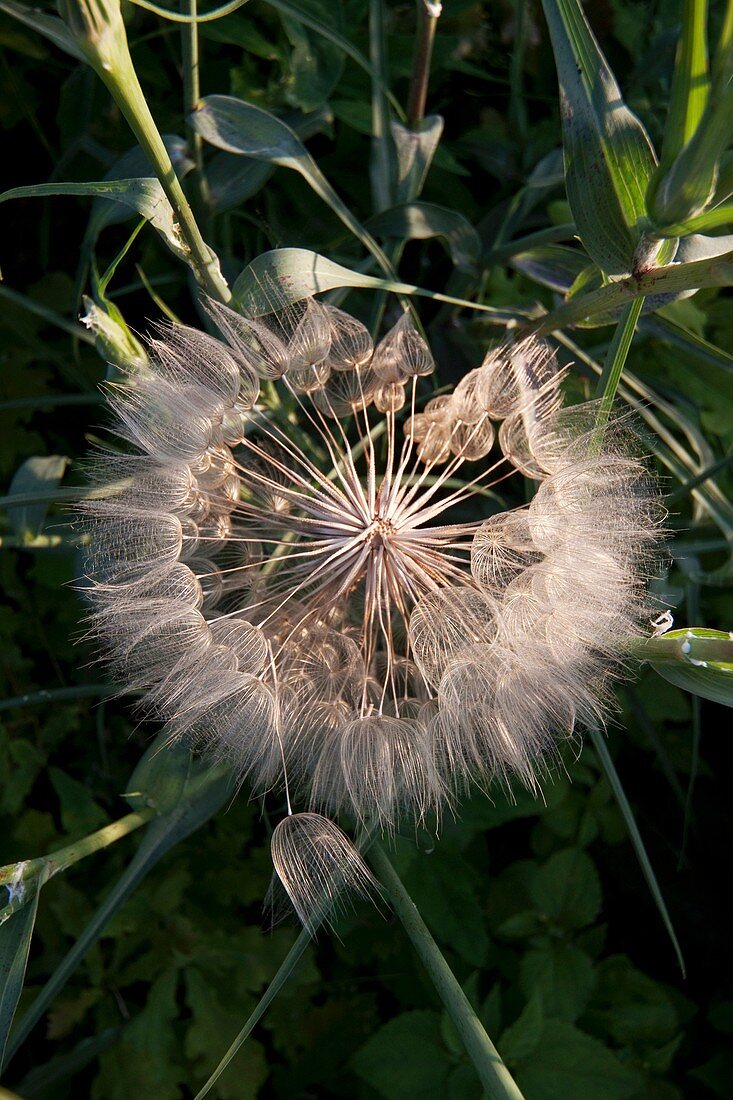 Dandelion