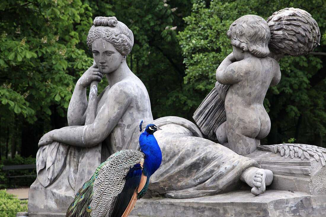 Poland, Warsaw, Lazienki Palace, statues, peacock