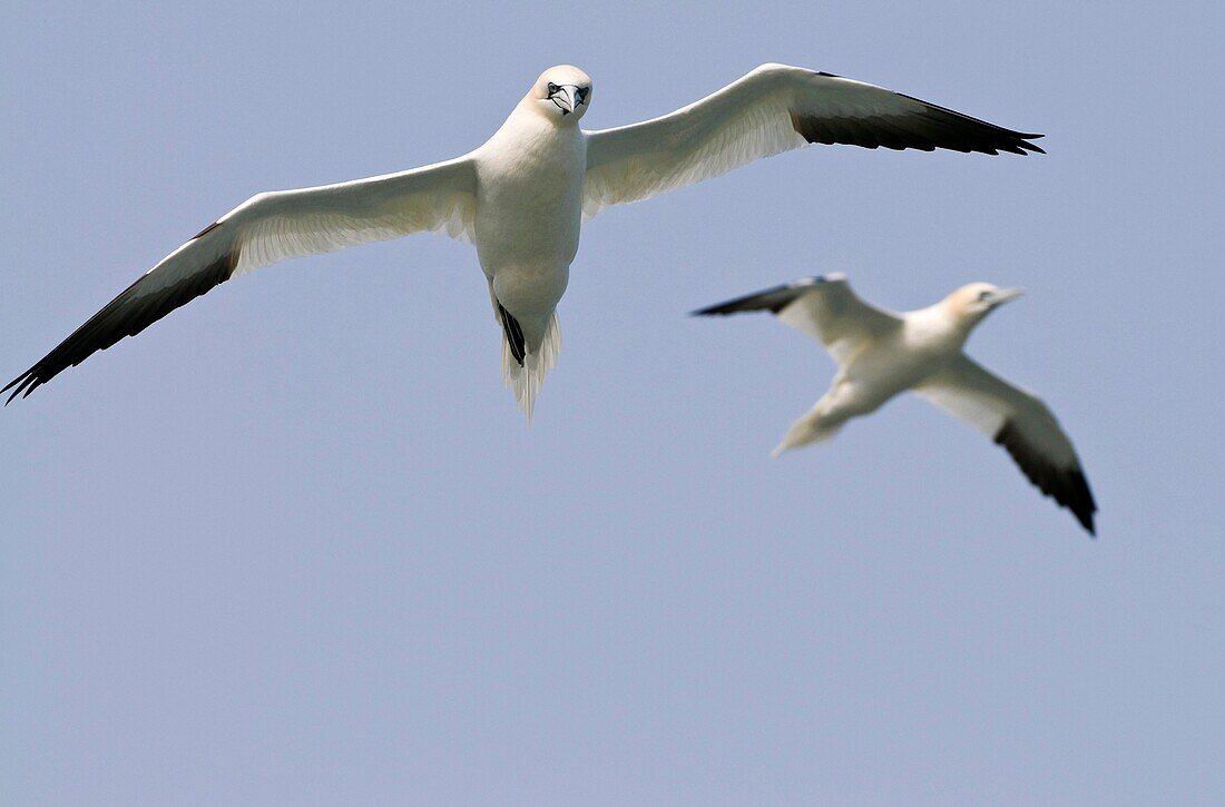 Migrating seabirds, northern gannets, Morus bassanus, search for fish at the mouth of the Delaware Bay and the Atlantic Ocean