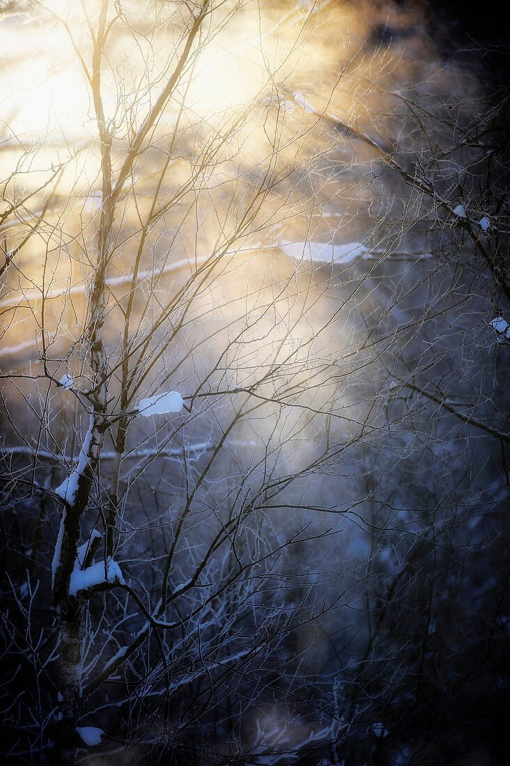 For a Russian forest has always been home  Wood was perceived as a living being, organism, living according to certain laws  Inscribing the laws of the forest, Slav knew ´academy´ of nature and because he had everything necessary for man happiness  Forest