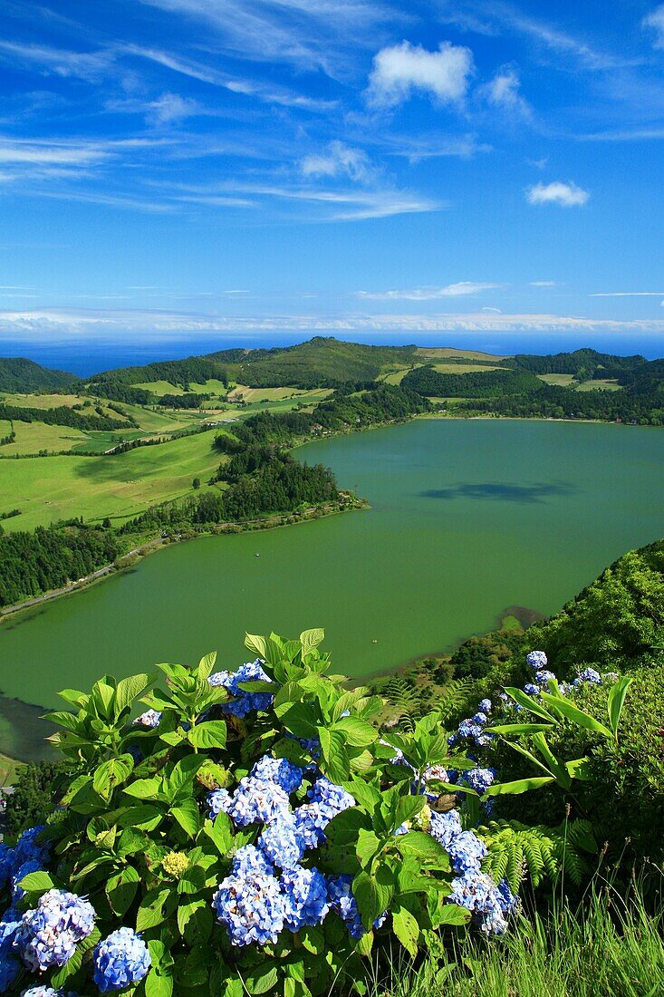 Furnas Lake, with hydrangeas on the foreground  Sao Miguel island, Azores islands, Portugal