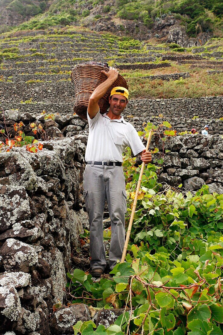 Grape harvest in Santa Maria island  Azores islands, Portugal