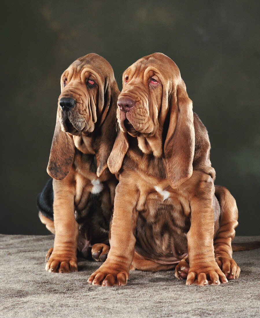 Animal, Animals, Bloodhound, Color, Colour, Contemporary, Dog, Dogs, Domestic animal, Domestic animals, headshot, headshots, Pair, Pet, Pets, portrait, portraits, Puppies, Studio shot, Two, Two animals, Vertical, X9G-903178, agefotostock 