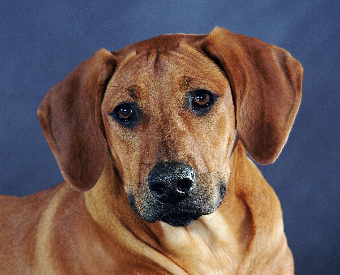 Blick Kamera, Ein Tier, Eins, Farbe, Haustier, Haustiere, Horizontal, Hund, Hunde, Nahaufnahme, Nahaufnahmen, Portrait, Portraits, Porträt, Porträts, Rhodesian Ridgeback, Tier, Tiere, X9G-903218, agefotostock 