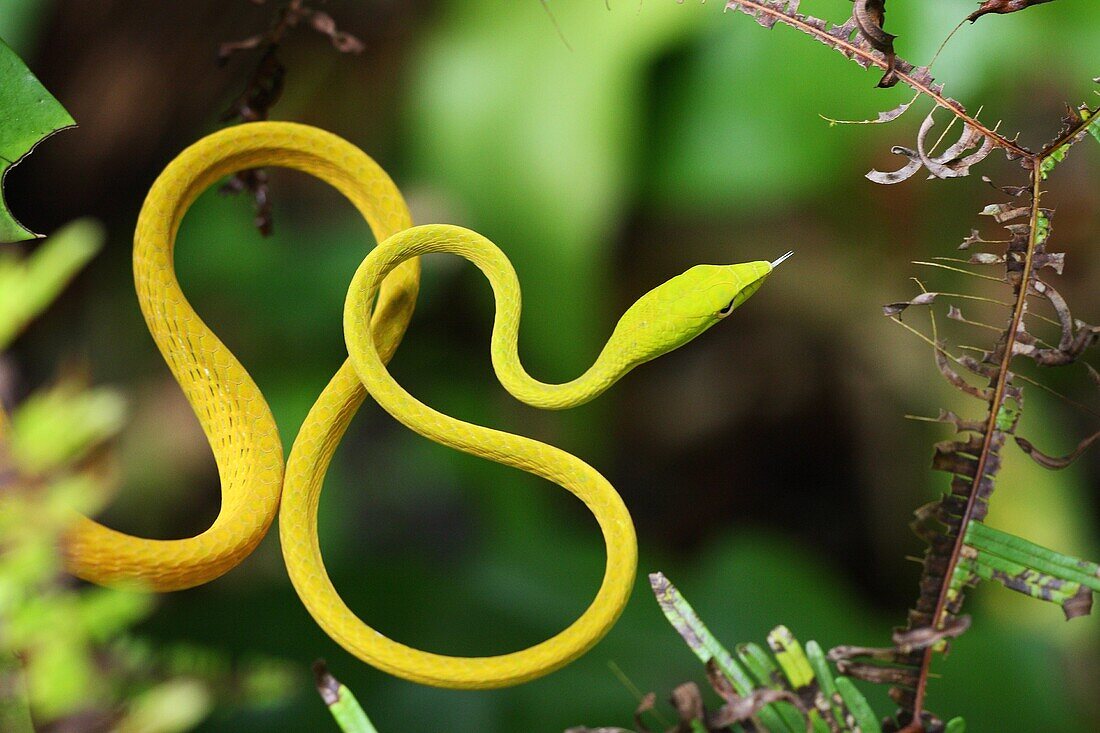 Anpirschen, Aufmerksam, Aufmerksamheit, Aussen, Bedrohen, Bedrohlich, Bedrohung, Draussen, Drohen, Ein, Farbe, Fauna, Gefahr, Giftig, Giftschlange, Giftschlangen, Grün, Natur, Pirschjäger, Raubtier, Raubtiere, Reptil, Reptilien, Schlange, Schlangen, Tages