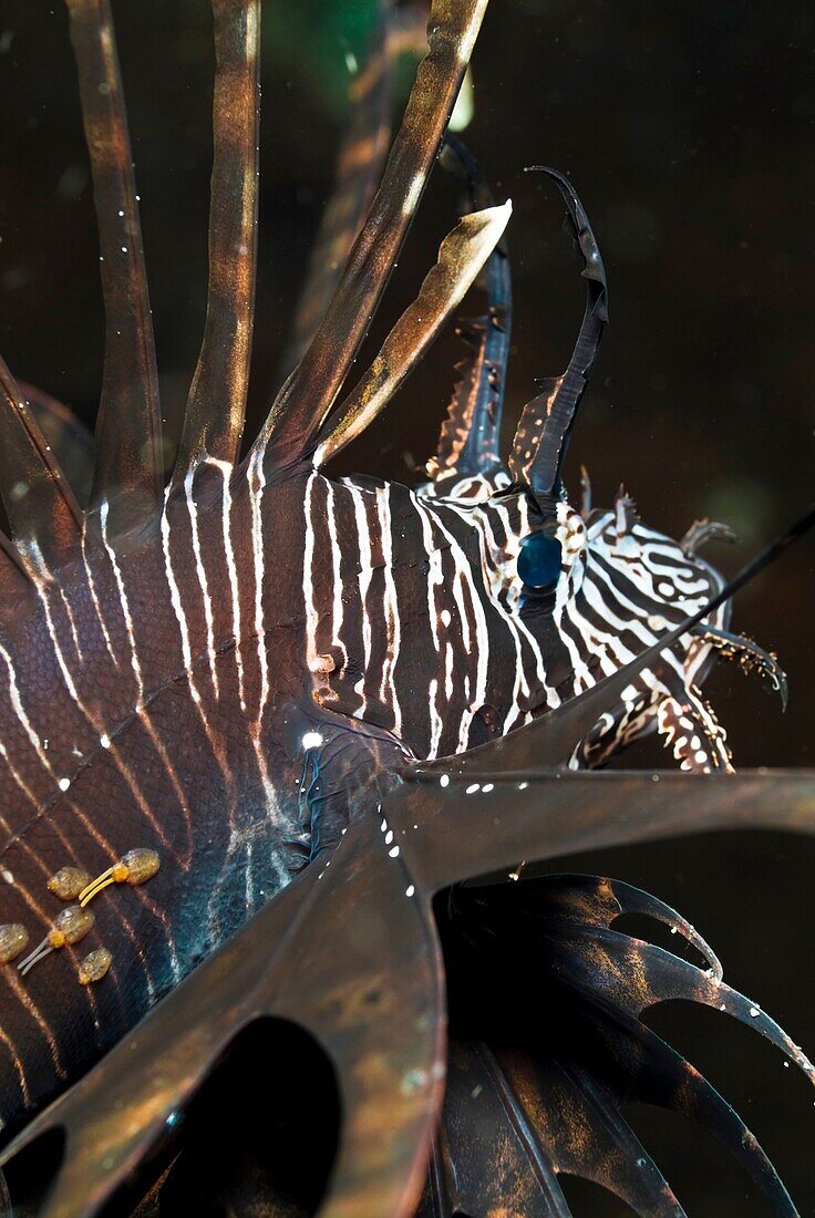 Underwater Life, Red Lionfish Pterois Volitans, IndonesiaLionfishes are active hunters and although its spines are highly venomous they are not used for hunting but rather as defense