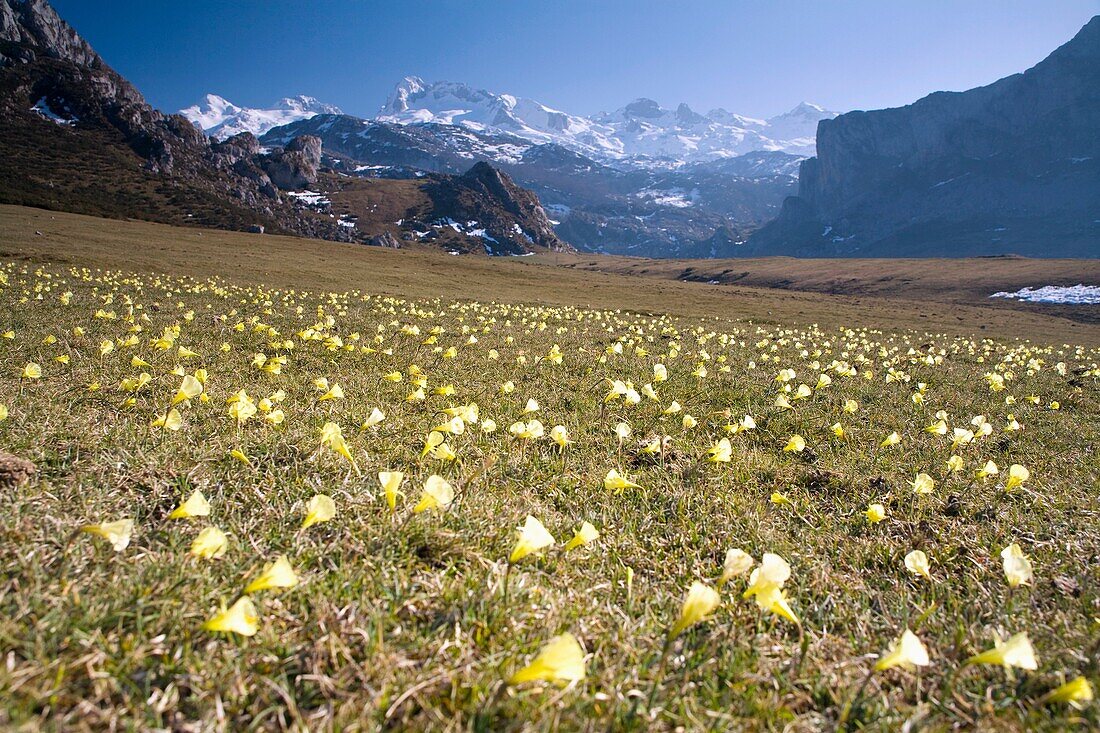 flowered meadow Narcissus and Peña Santa de Enol Mount  Covadonga Lakes  Picos de Europa National Park, Asturias, Spain