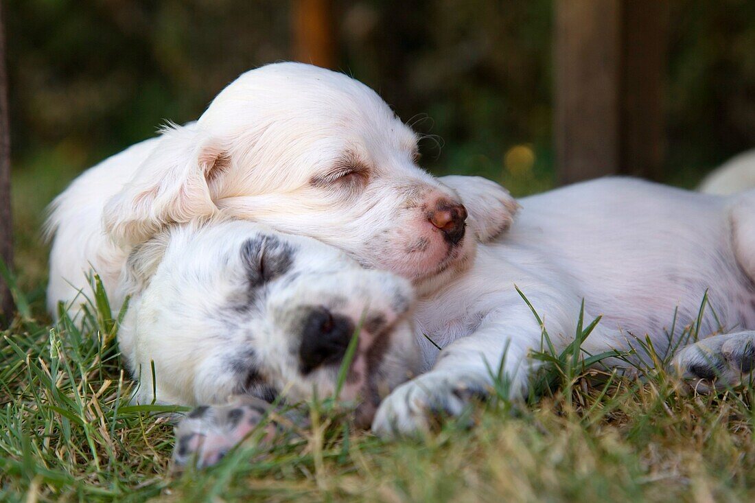 dog puppies English Setter sleeping