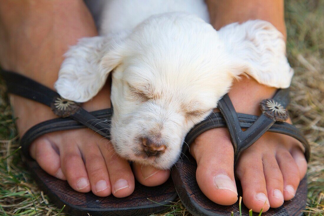 dog puppy English Setter sleeping