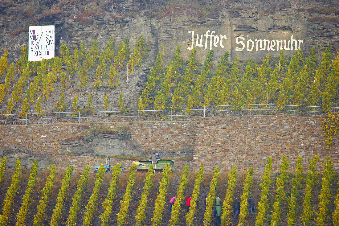 Grape harvesting at vineyard Juffer Sonnenuhr, Brauneberg, Wine district, Mosel, Rhineland-Palatinate, Germany, Europe