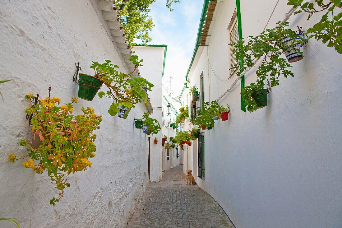 Street, Priego de Cordoba, Cordoba province, Andalusia, Spain