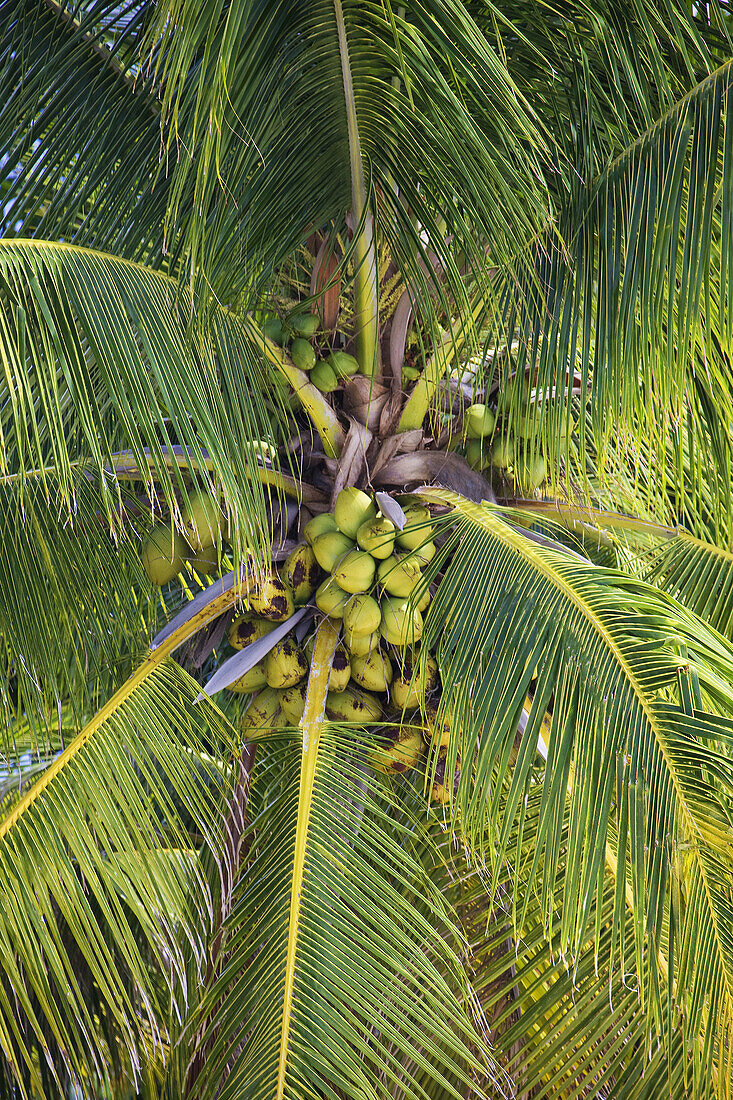 Coconuts, Bora Bora island, Society Islands, French Polynesia (May 2009)