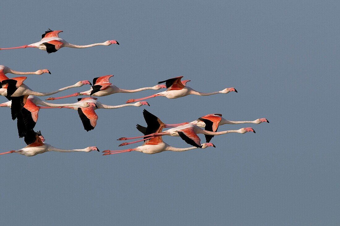 Flamant rose - Great Flamingo - Phoenicopterus ruber