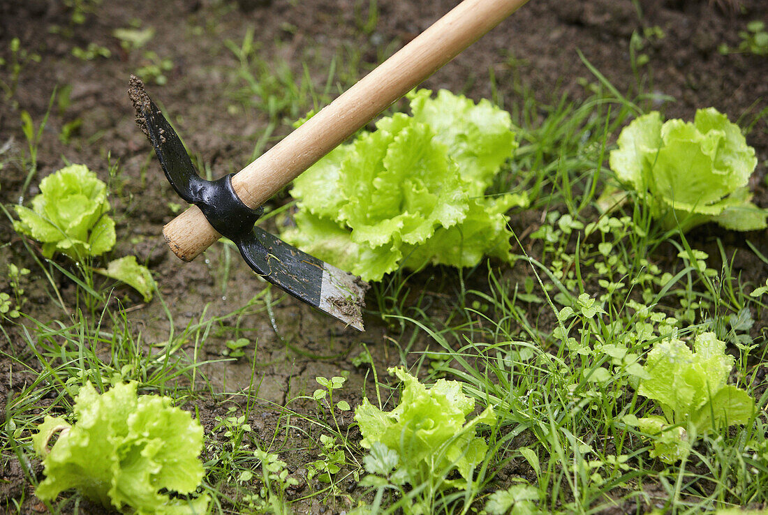 Landwirt mit Hacke, Handgerät, Landwirtschaft, Gemüsegarten, Guipuzcoa, Baskenland, Spanien