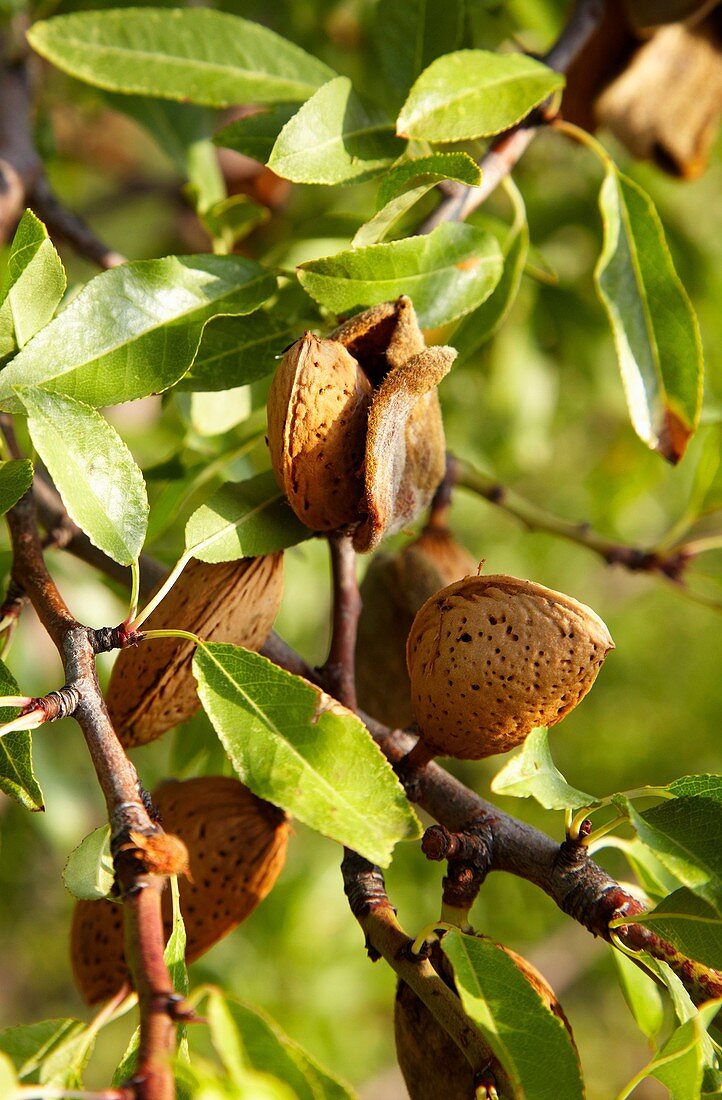 Almond tree, Rioja Alavesa, Araba, Basque Country, Spain