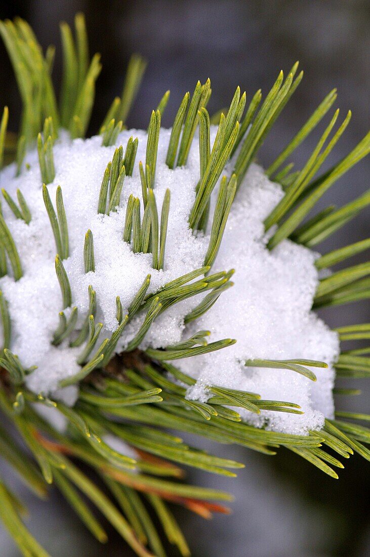 Snowcovered pine, La Molina ski resort, Cerdanya. Girona province, Catalonia, Spain.