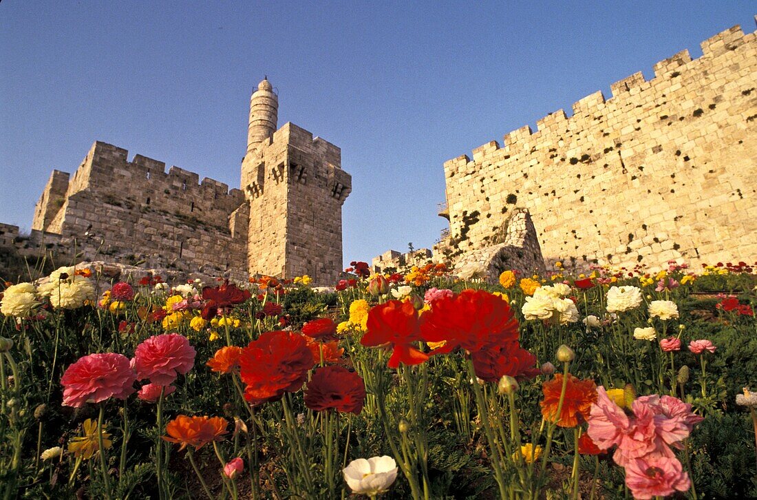 Flowers and David's Tower, Jerusalem, Israel