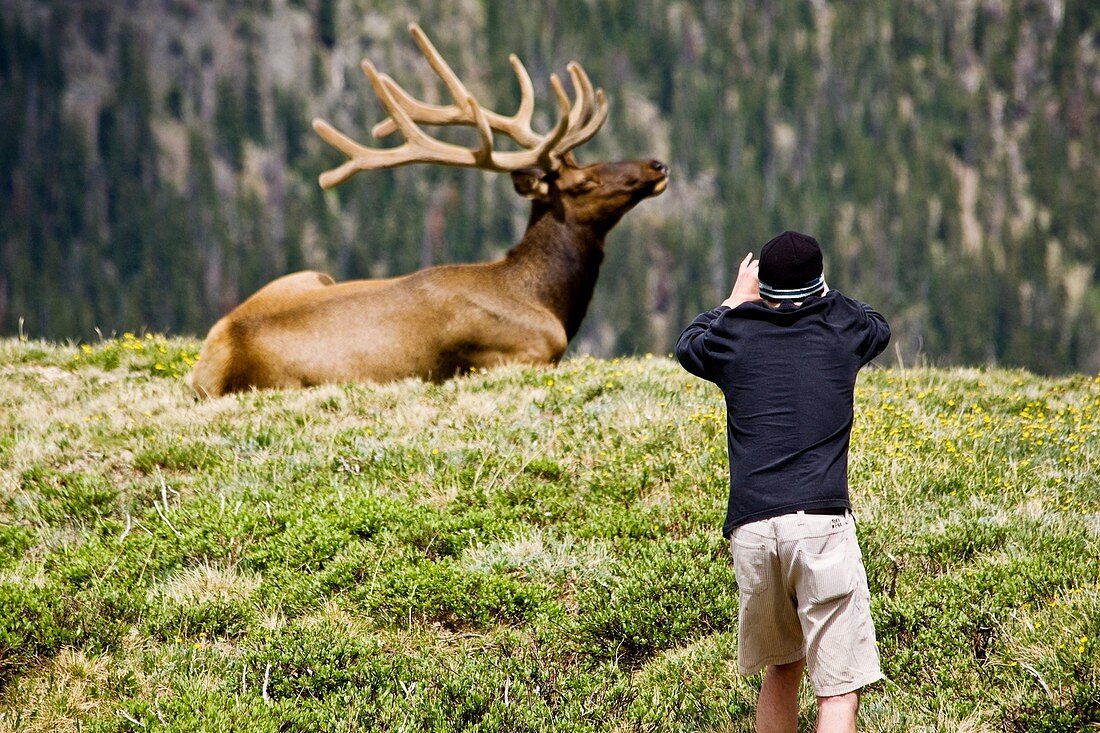 Tourist photographs elk in alpine meadow in Rocky Mountain National Park, Colorado