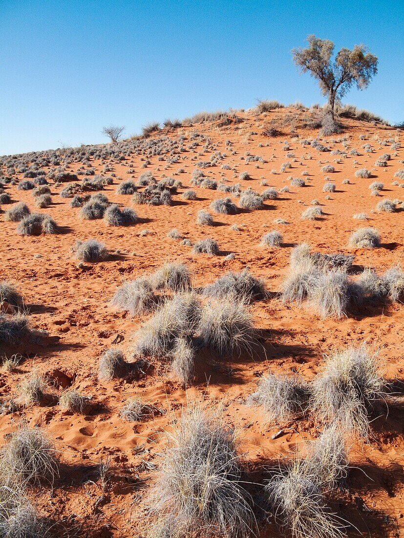Namibia - Grass-grown red Kalahari dune east of the town of Gochas Kalahari Desert, Namibia